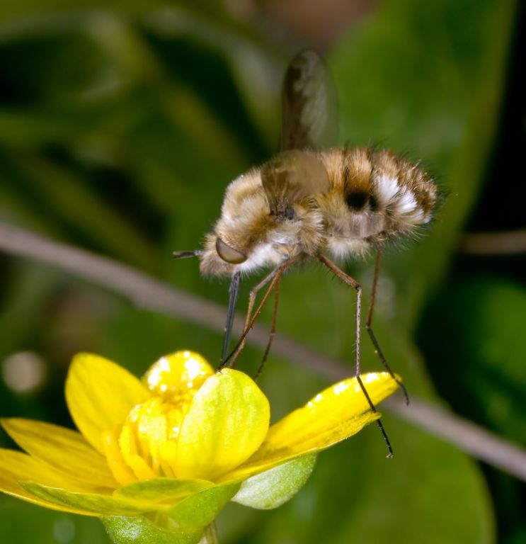 Bombylius major Linnaeus, 1758